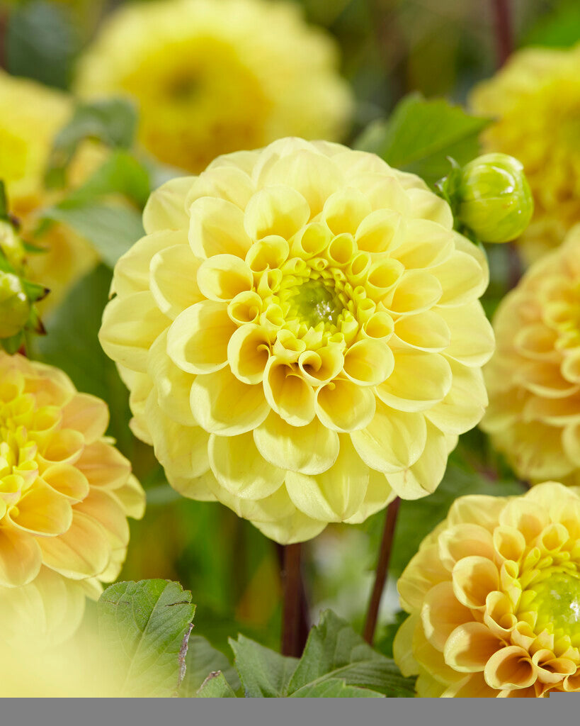 Dahlia Boll Yellow Don 1-pack